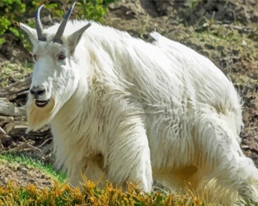 White Rocky Mountain Goat Paint By Number