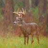 Aesthetic Deer In Rain Paint By Numbers