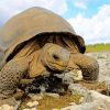 Aldabra Giant Tortoise Paint By Number