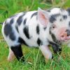 Black And White Baby Pig Paint By Number