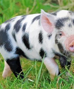 Black And White Baby Pig Paint By Number