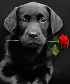 Black Lab With Rose Paint By Numbers