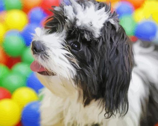 Cute Black And White Shih Poo Paint By Numbers