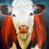 Hereford Cattle Paint By Numbers