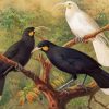 Huia Birds Paint By Numbers