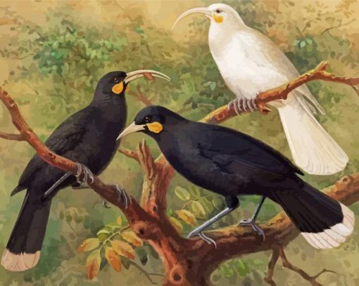 Huia Birds Paint By Numbers