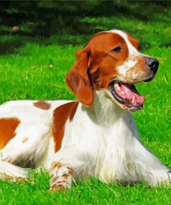 Irish Red White Setter Paint By Number