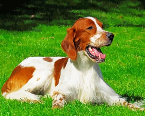 Irish Red White Setter Paint By Number