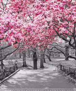 Pink Blossom In Black And White Paint By Numbers