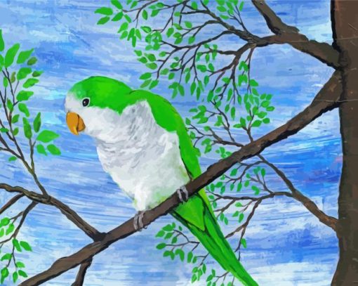 Quaker Parrot Bird Paint By Numbers