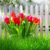 Red Flowers And Fence Paint By Numbers