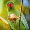 Rose Ringed Parakeet Bird Paint By Numbers