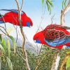 Rosellas Bird Paint By Numbers