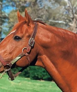 Secretariat Horse Paint By Number