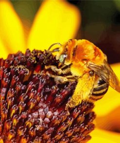 Sunflower And Bee Paint By Numbers