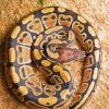 The Ball Python Snake Paint By Numbers