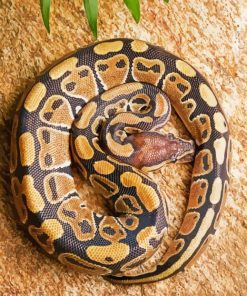 The Ball Python Snake Paint By Numbers