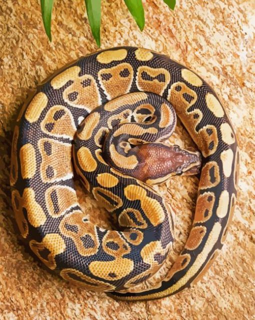 The Ball Python Snake Paint By Numbers