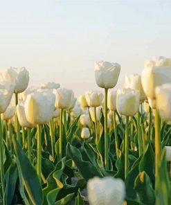 White Tulips Flowers Field Paint By Numbers