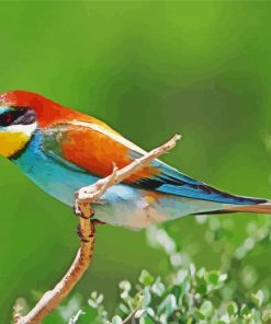 Aesthetic Bee Eater Paint By Numbers