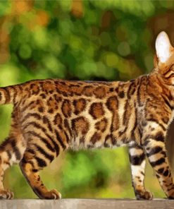 Aesthetic Cat Bengal Paint By Number