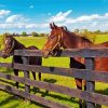 Aesthetic Farm Horses Paint By Numbers