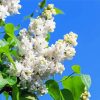 Aesthetic White Lilac Tree Paint By Numbers