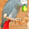 African Grey Paint By Numbers