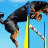 Athletic Sport Dog Paint By Number