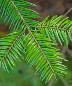 Balsam Fir Leaves Paint By Numbers