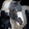 Beautiful Cob Horse Paint By Numbers