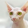 Beautiful Eyes Hairless Cat Paint By Number