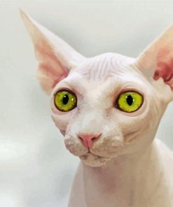 Beautiful Eyes Hairless Cat Paint By Number