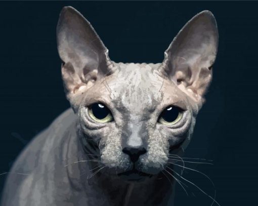 Beautiful Hairless Cat Paint By Number