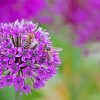 Bee With Purple Allium Flower Paint By Numbers