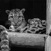 Black And White Baby Tigers Paint By Numbers