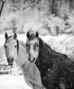 Black And White Farm Horses Paint By Numbers