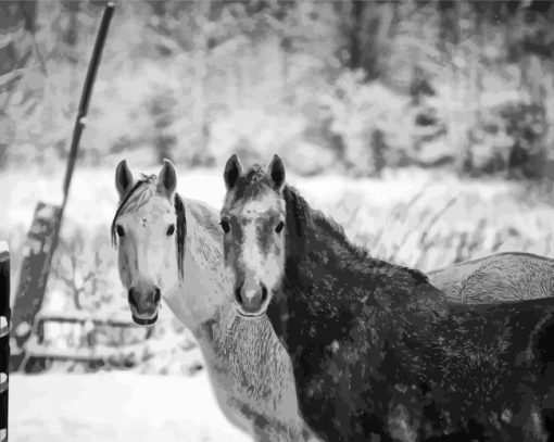 Black And White Farm Horses Paint By Numbers