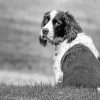 Black And White Sitting Dog Paint By Number