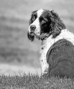 Black And White Sitting Dog Paint By Number