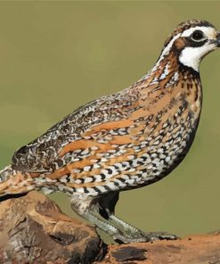 Bobwhite Bird Paint By Number