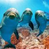 Cute Dolphins In The Ocean Paint By Numbers