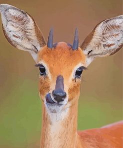 Cute Steenbok Paint By Number