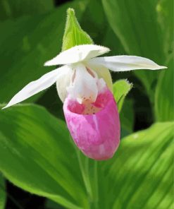 Lady Slipper Orchids Paint By Numbers