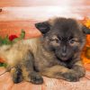 Male Keeshond Puppy Paint By Numbers