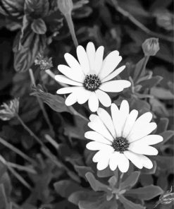 Monochrome Flowers Paint By Numbers