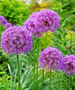 Purple Alliums Paint By Numbers