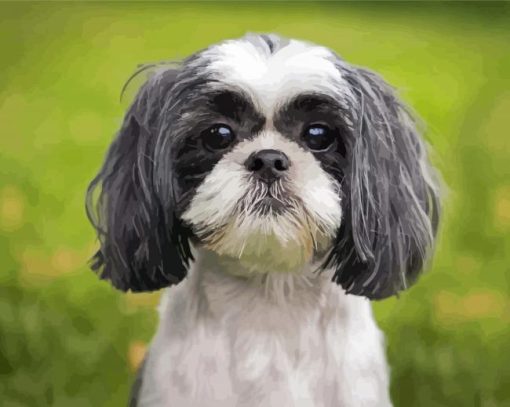 Shih Tzu Black And White Puppy Paint By Number