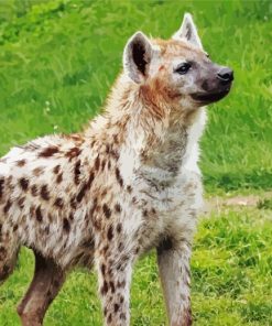 Spotted Hyena Animal Paint By Numbers