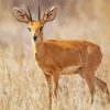 Steenbok Animal Paint By Numbers